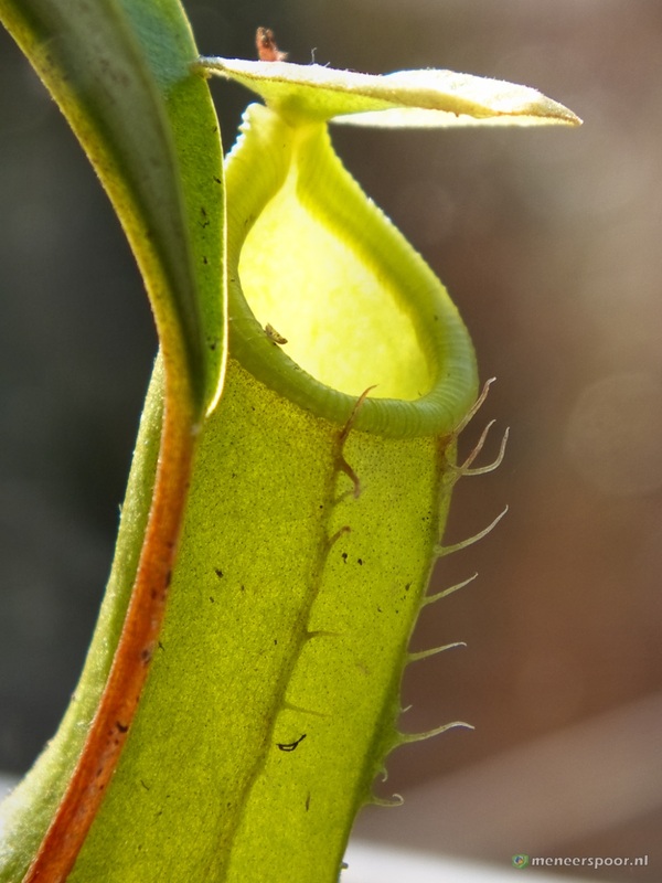 genoeg Papa Kwestie Vleesetende planten: bekerplanten (Nepenthes) - Biologie van Meneer Spoor