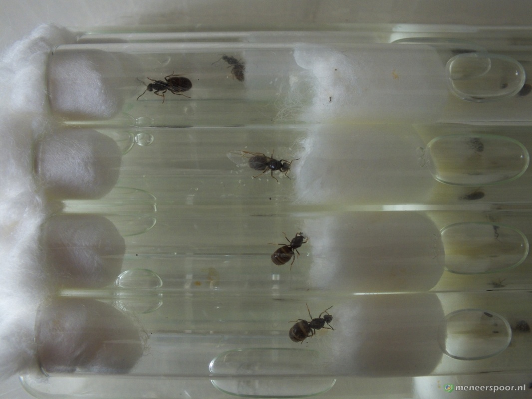 Enten Doorlaatbaarheid Uitstekend Het opstarten, grootbrengen en huisvesten van een mierenkolonie - Biologie  van Meneer Spoor