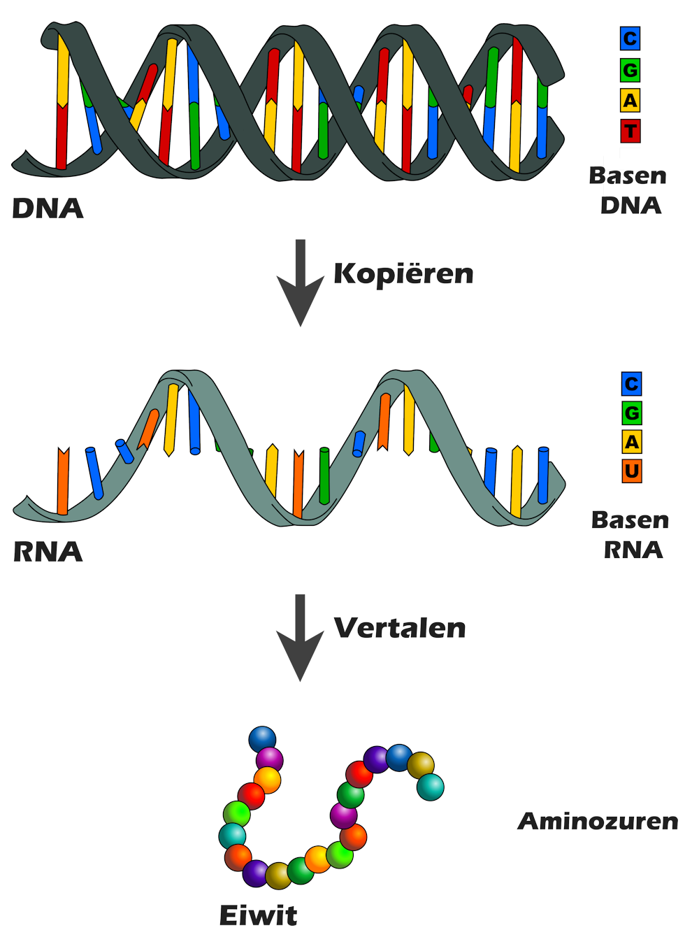 Pebish spel verzameling DNA voor de onderbouw - Biologie van Meneer Spoor